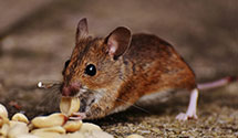 24 Hour & Emergency Exterminators in Saint Francisville, IL